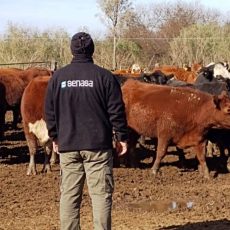 Productor Ganadero: normativa SENASA