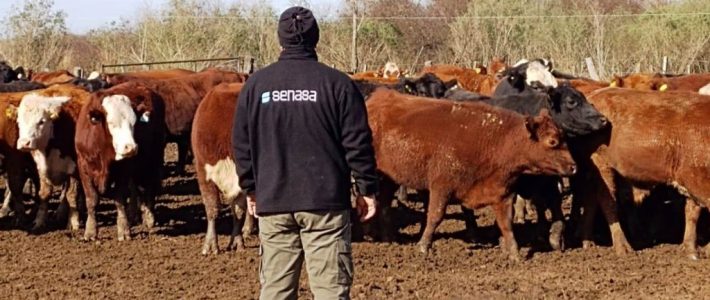 Productor Ganadero: normativa SENASA